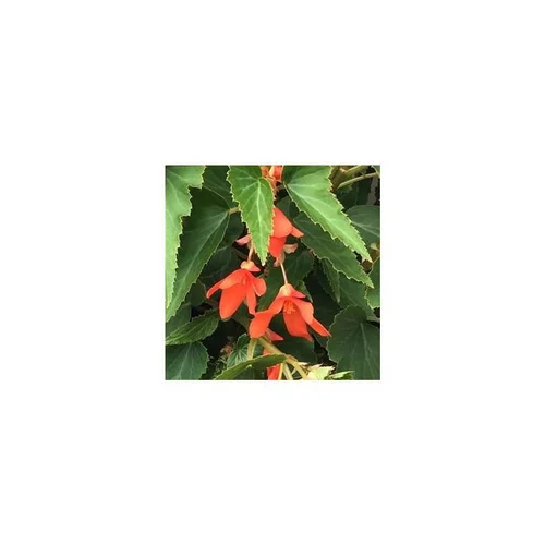 Bégonia boliviensis - La suspension diam 27 cm