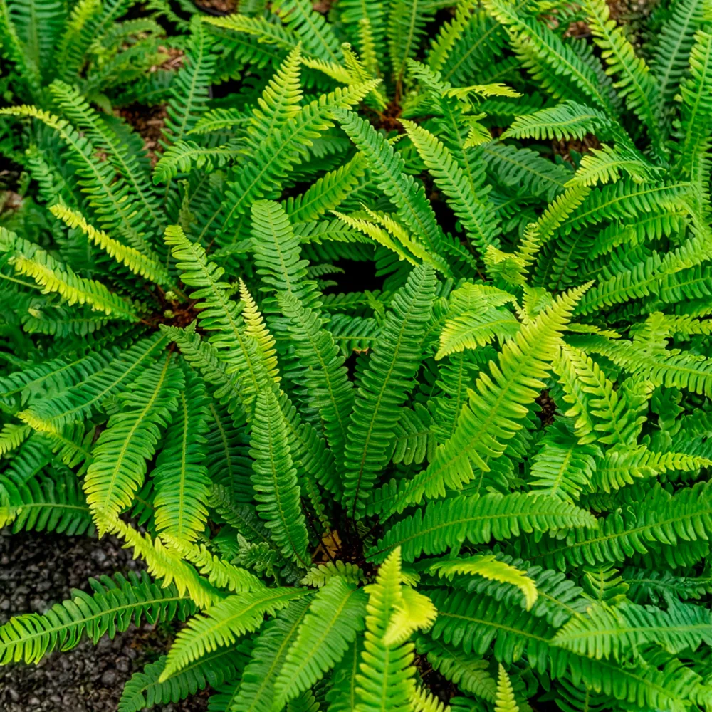 Blechnum en épi Blechnum spicant