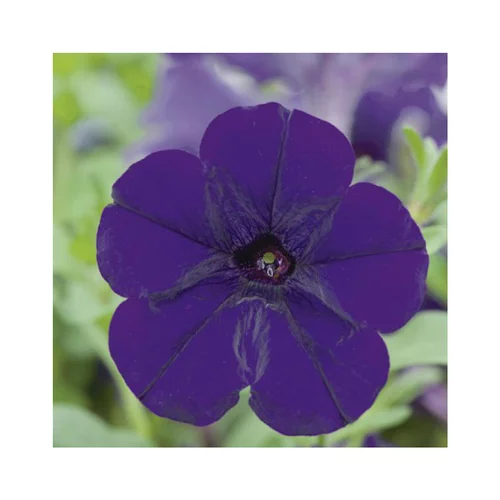 Pétunia à massifs bleu - Le pack de 6 plants