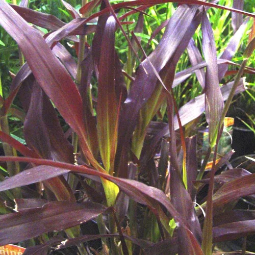 Pennisetum Setaceum Rubrum - Le pot de 4 litres
