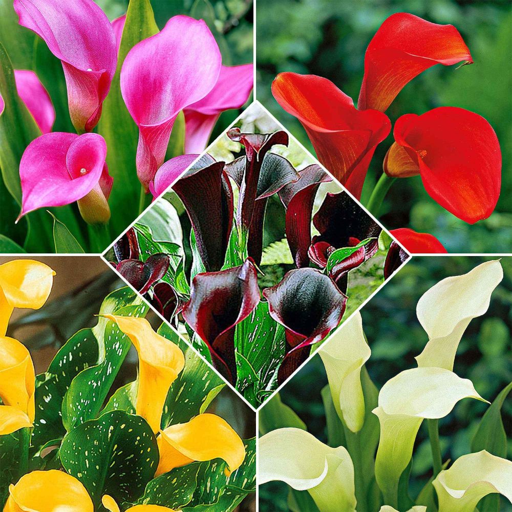 5 Arums en mélange Zantedeschia 'magical colors'