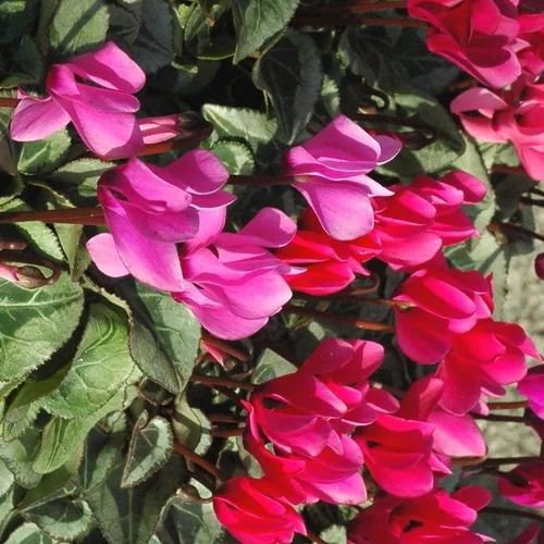 Mini Cyclamen - La barquette de 3 plants