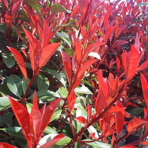 Photinia Carré Rouge rouge. Le pot de 3 litres