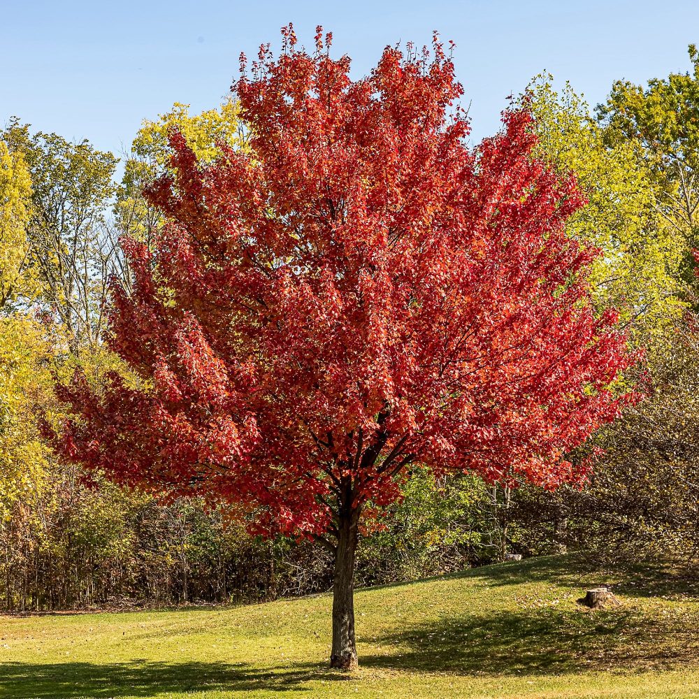 Erable argenté Acer saccharinum