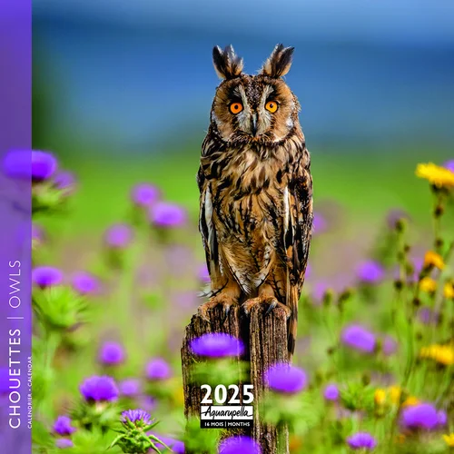 Calendrier 2025 chouettes coloris multicolore Aquarupella - 16,5 x 16,5 cm