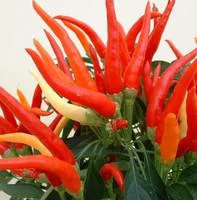 Piment ornement - Le pot de 2,5 litres