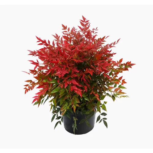 Nandina Domestica Obsessed®? Seika Cov (Bambou sacré) 25/30 en pot de 3 L rouge