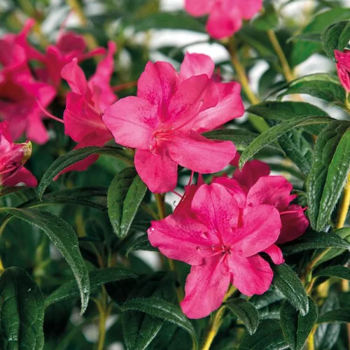 Azalée (Azalea) Encore Jewel violette. Le pot de 4 litres