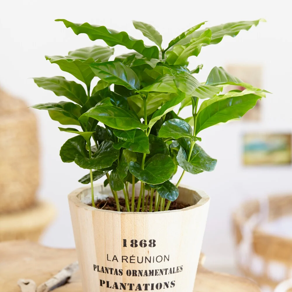 Caféier Coffea arabica
