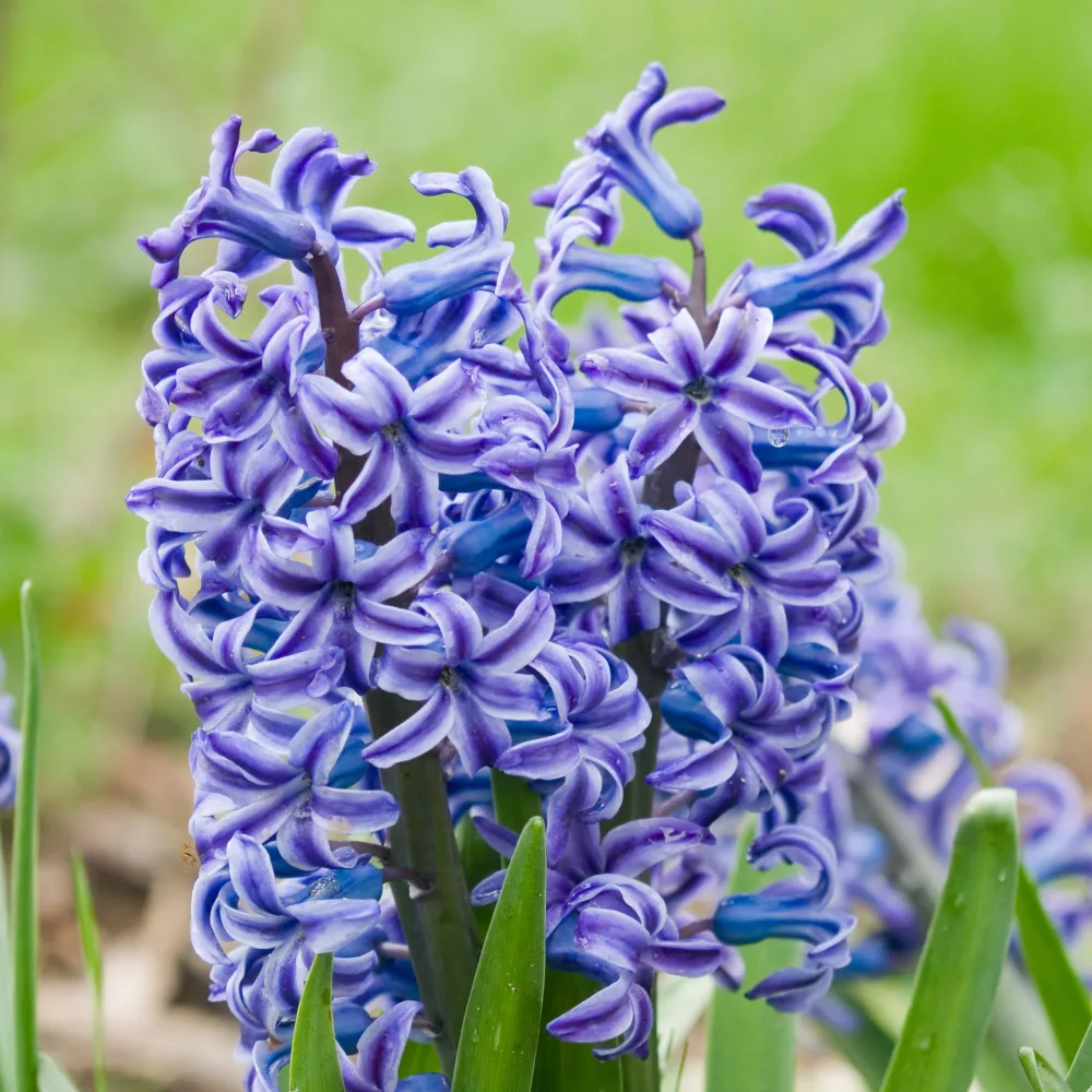 5 Jacinthes Rembrandt ® Hyacinthus orientalis Rembrandt ®