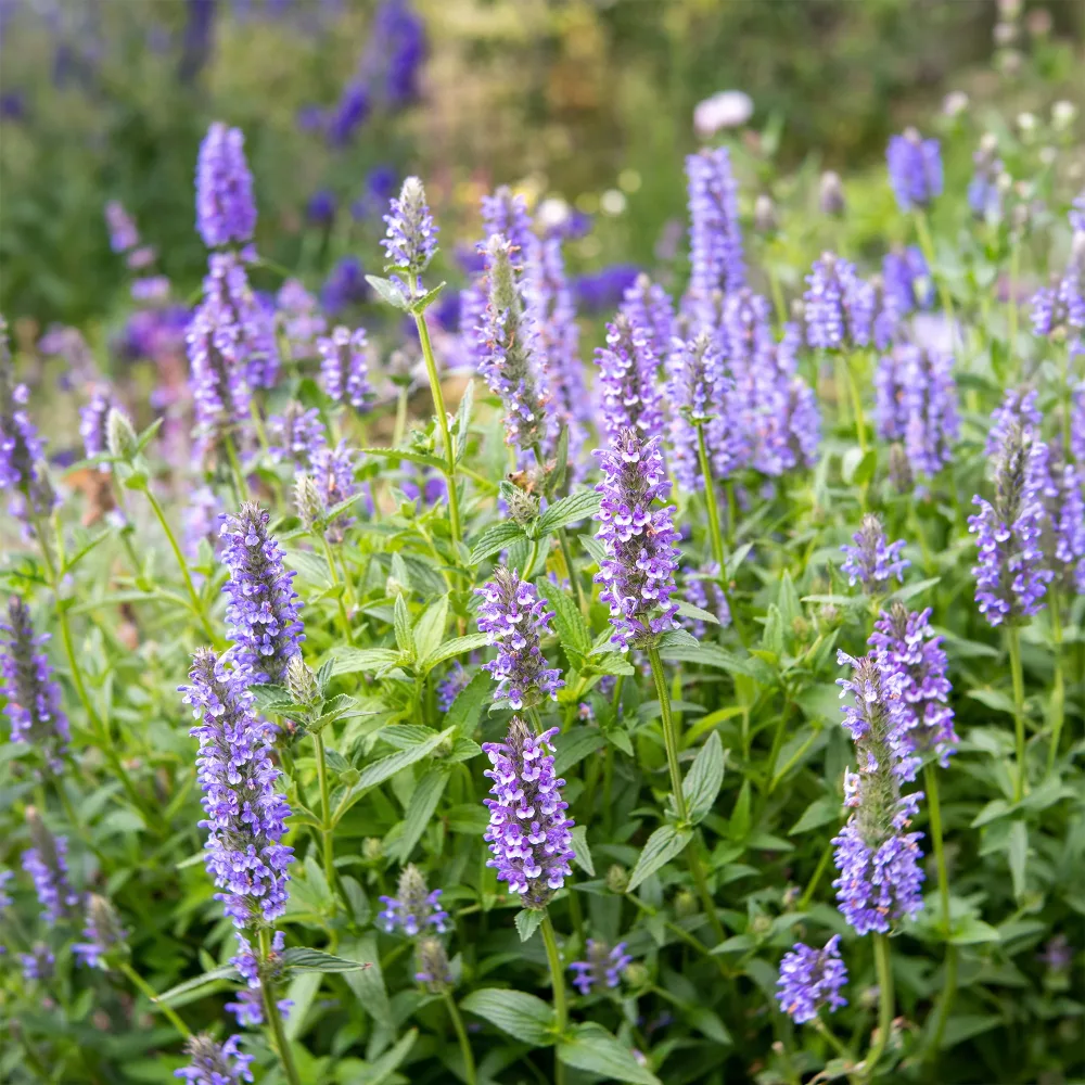 Nepeta nervurée Nepeta nervosa