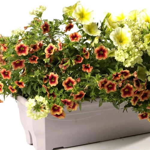 Jardinière inspiration - La jardinière de 40 cm