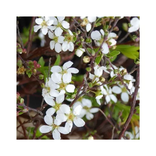 Pommier à fleurs Everest® blanc. Le pot de 15 litres, forme baliveau