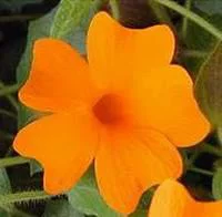 Thunbergia Gregorii - Le pot de 2 litres