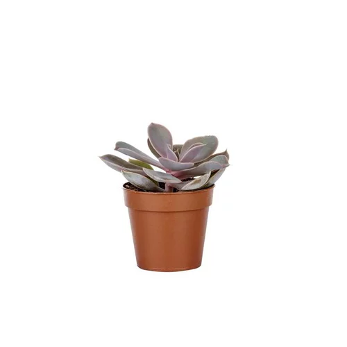 Plante grasse botanic® – Pot 5.5 cm