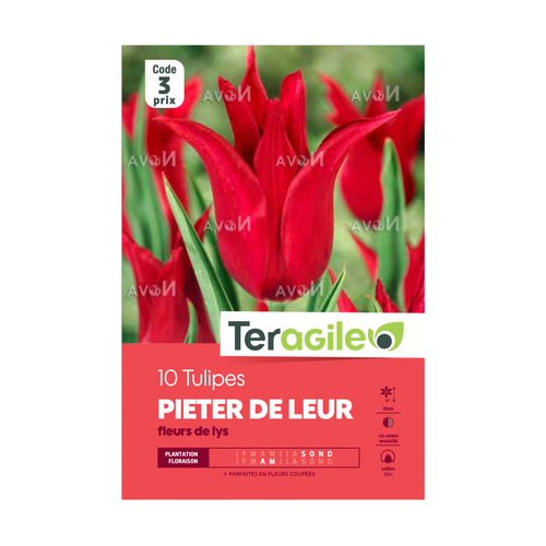 BULBES DE TULIPES 'PIETER DE LEUR' FLEURS DE LYS - TERAGILE® - X10