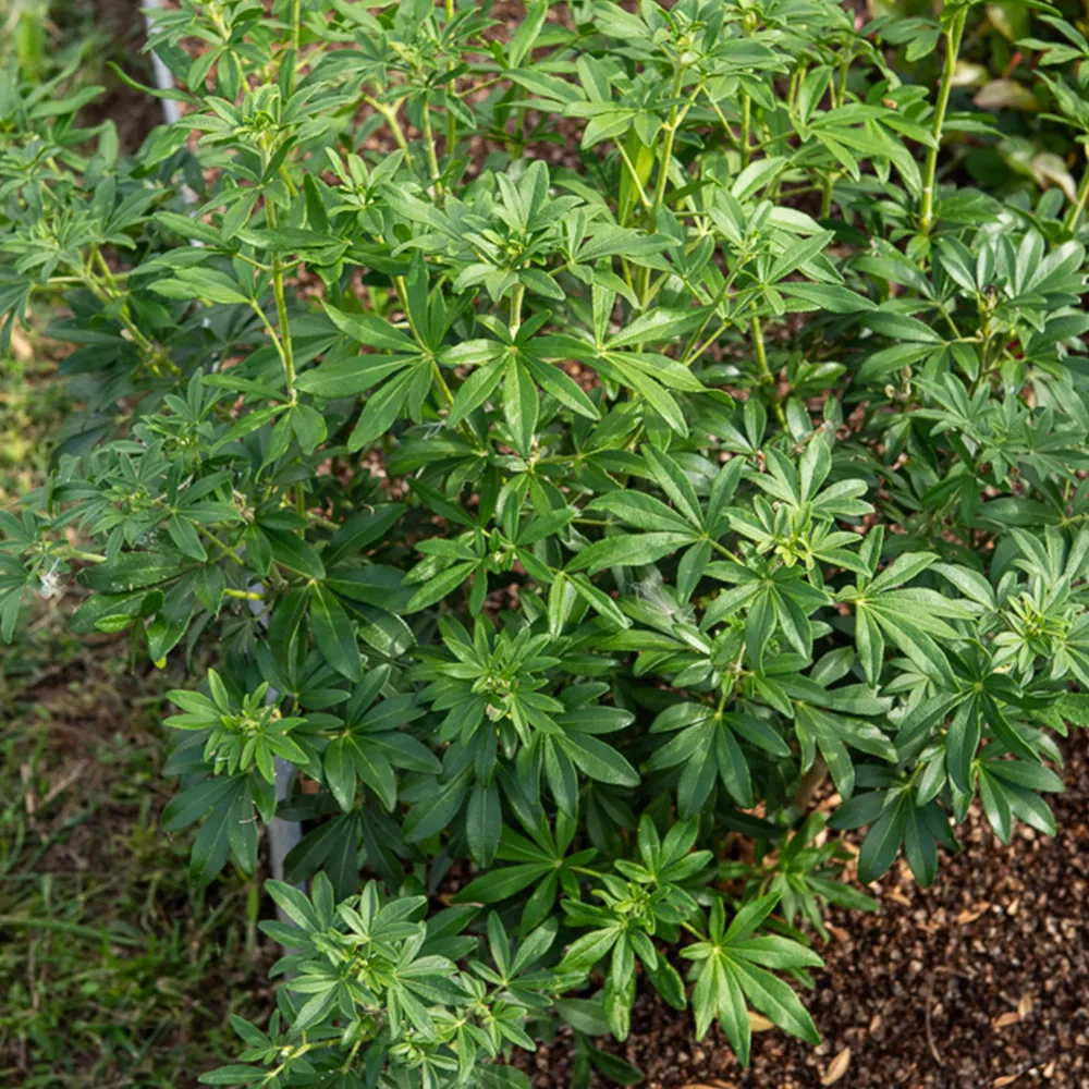 Oranger du Mexique Greenfingers® Choisya ternata Greenfingers ®