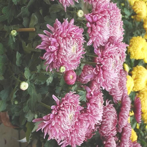 Chrysanthème qualité Extra à fleurs doubles multicolores - Le pot Ø 19 cm