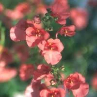 Diascia rose. Le pot de 10,5 cm