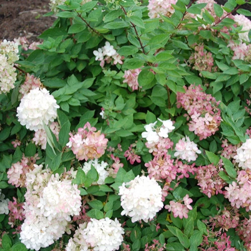 Hortensia paniculé Harry's Souvenir Hydrangea paniculata harry's souvenir