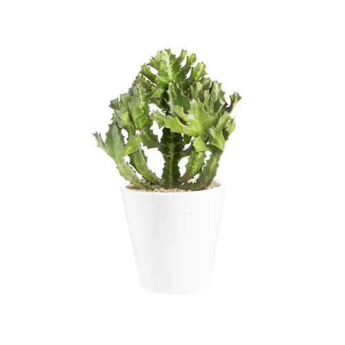 Euphorbia pseudocactus en pot blanc émaillé H 10 x Ø 15 cm.