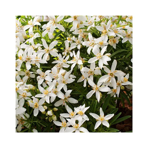 Choisya Arizonica Aztec Pearl en pot de 3 litres