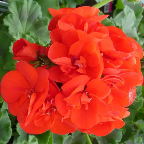 Géranium Zonal à fleurs multicolores - Le pot de 0,7 litre