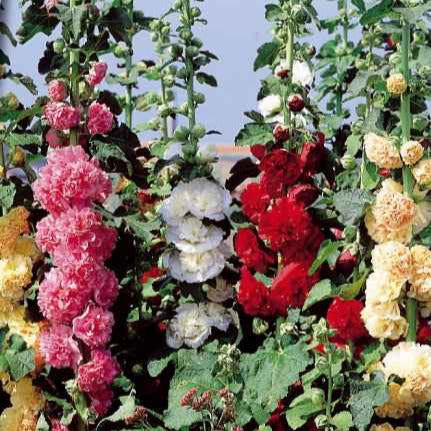 Roses trémières doubles Chater's en mélange Alcea rosea