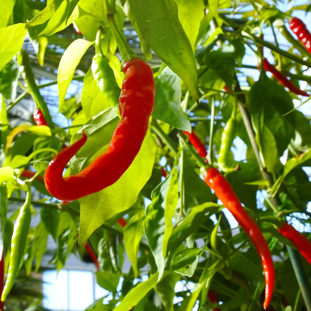3 Plants de Piment Doux des Landes Capsicum frutescens doux des landes