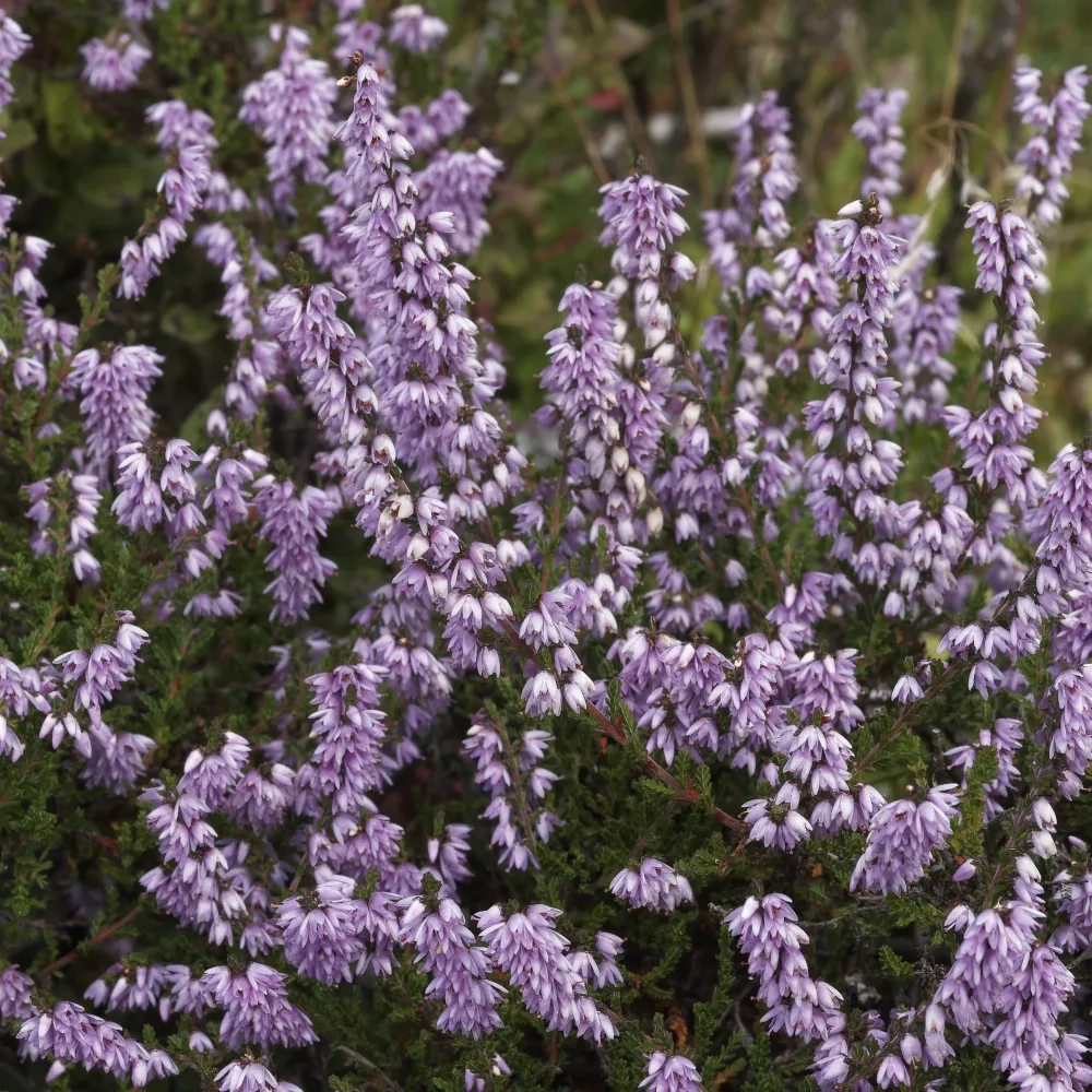 Bruyère d'été Allegro Callune Allegro Calluna vulgaris allegro