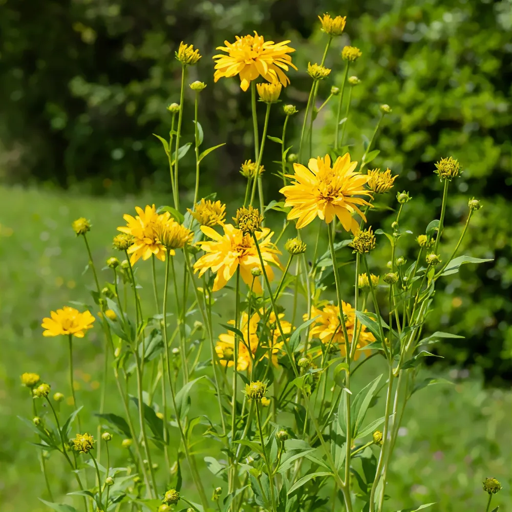 Rudbeckia laciniata Goldquelle Rudbeckia laciniata goldquelle