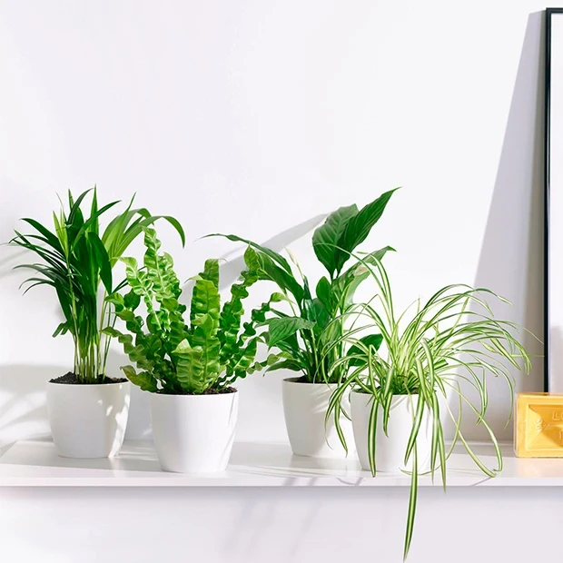 Collection de plantes dépolluantes et ses cache-pots blancs ELHO Dypsis, Chlorophytum, Asplenium, Spathiphyllum