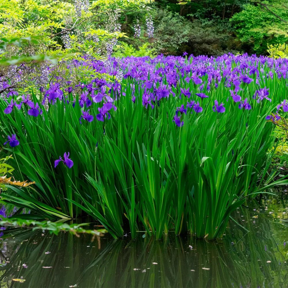 Iris des marais à fleurs bleues Iris pseudacorus Blue
