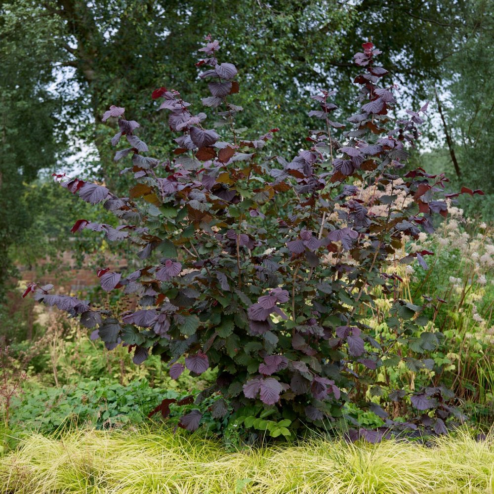 Noisetier pourpre Rote Zellernuss Corylus maxima Rote Zellernuss