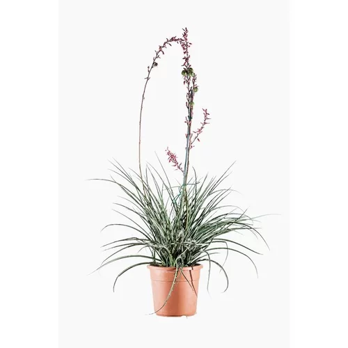 Hesperaloe Parviflora (faux yucca) en pot de 10 L vert