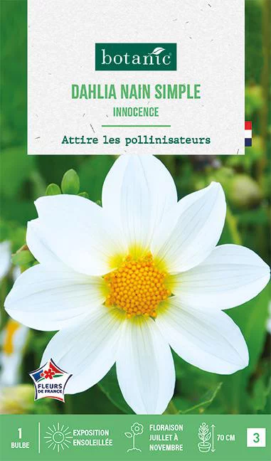 Bulbe de fleurs Dalhia nain simple Innocence botanic® - 1 bulbe