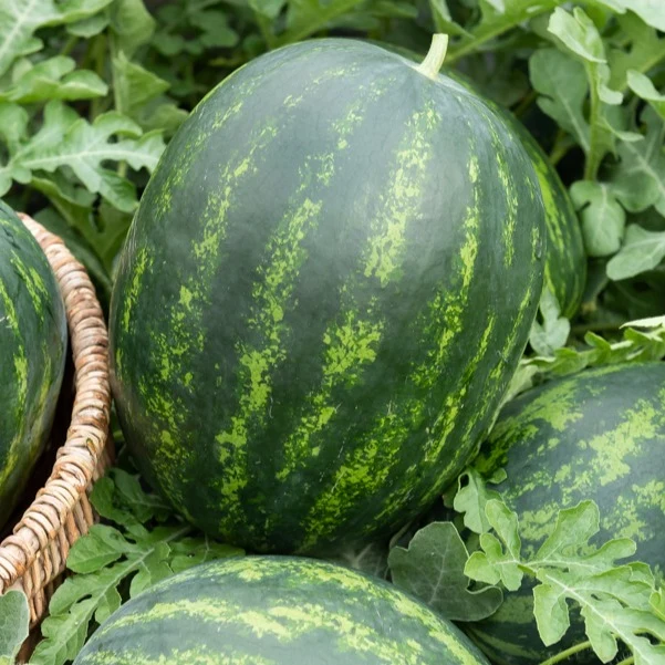 3 Plants de Pastèque mini-love Citrullus lanatus 'Mini Love'