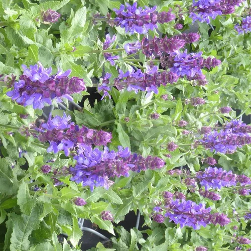 Salvia Nemerosa - Le pot de 2 litres