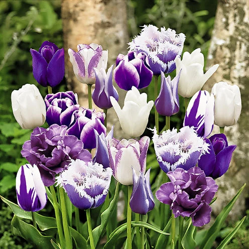 20 Tulipes Paradis en mélange Tulipa 'Royal Virgin', 'Beauty Trend', 'Synaede Blue', 'Cummins', 'Negrita Double'