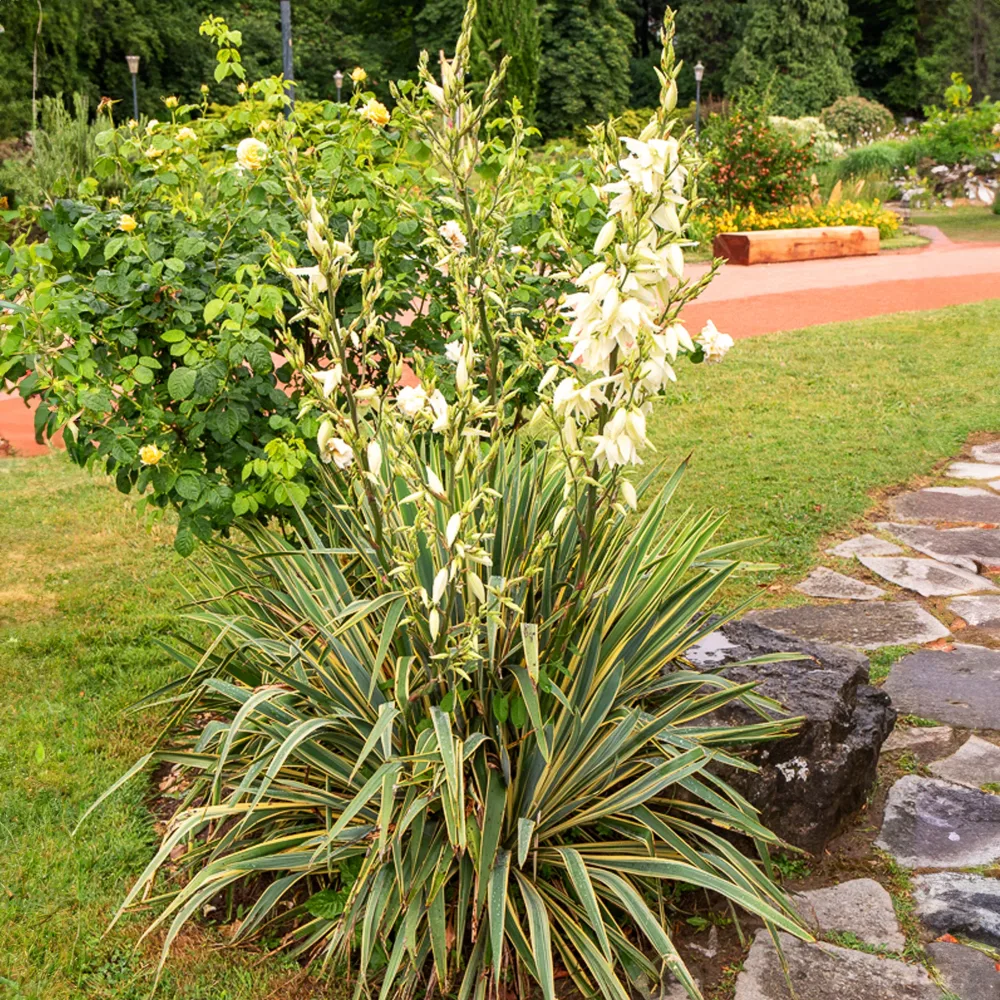 Yucca panaché Yucca filamentosa Bright Edge