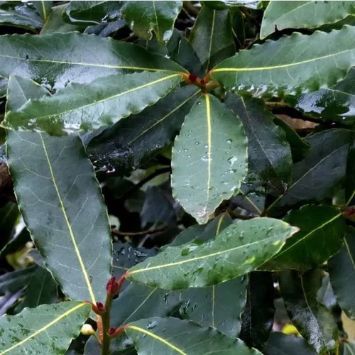 Laurus Nobilis ou Laurier sauce Tige 40/60 cm en pot de 2,5 L