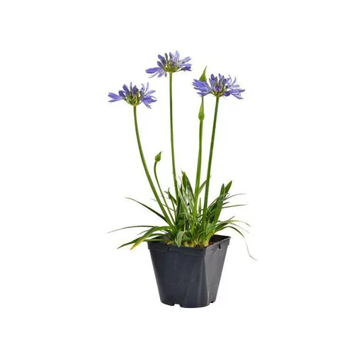 Agapanthe Bleue. Le pot de 2 litres