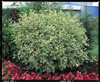 Cornus Alba Argentéomarginata – Pot de 4L