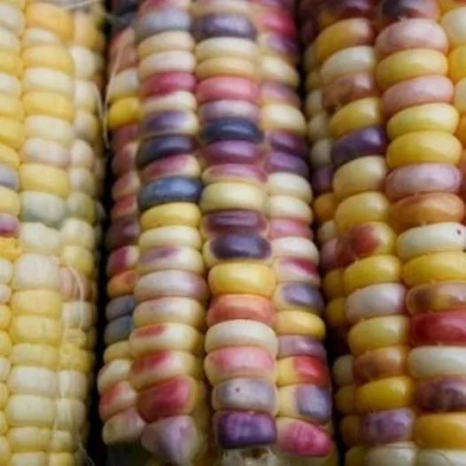 Bio zaden van Maïs-zoete meerkleurig Inca Rainbow