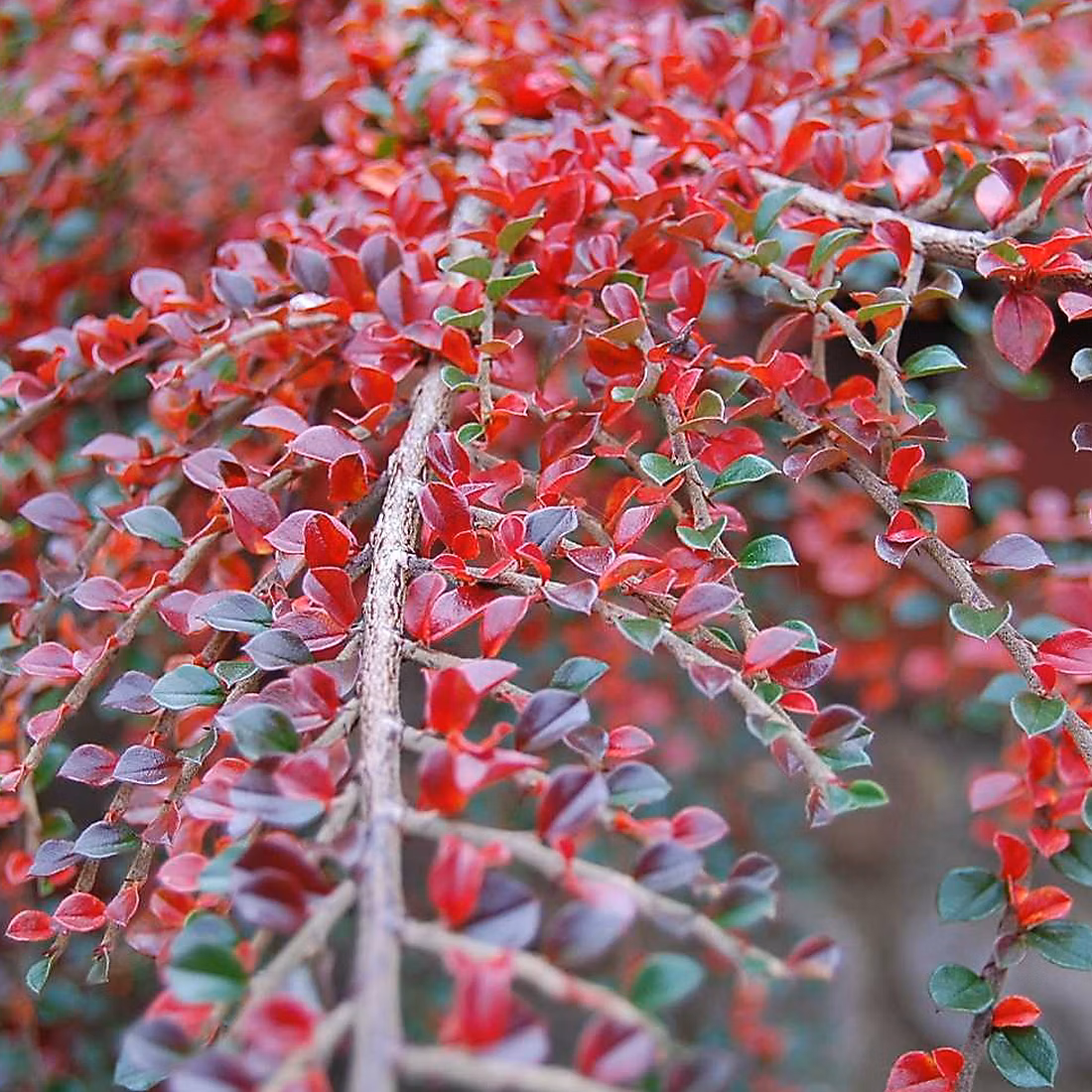 2 x Cotonéaster rampant – Cotoneaster horizontalis, 30-40 cm pot