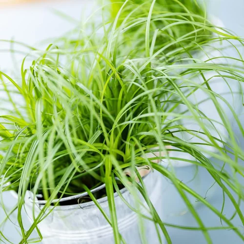 Herbe A Chat Bio. Le pot de diamètre 12 cm