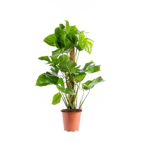Monstera Deliciosa pot Ø19xH80 cm