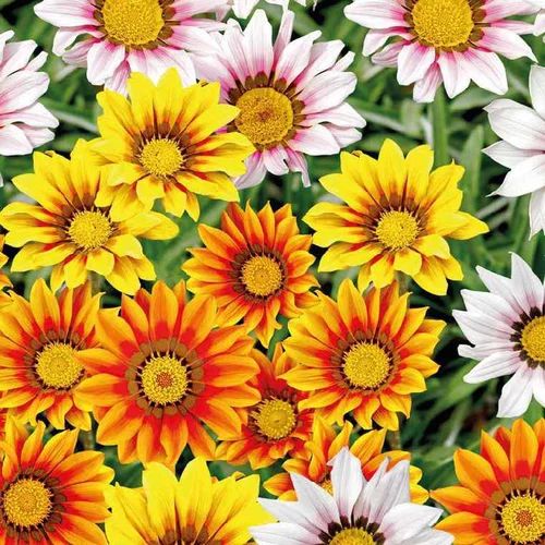 Gazania - Le pot de 9 x 9 cm