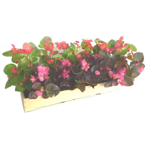 Bégonia semperflorens - La cagette de 14 plants