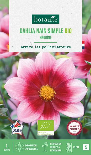 Bulbe de fleurs Dahlia nain simple Héroïne bio botanic® - 1 bulbe